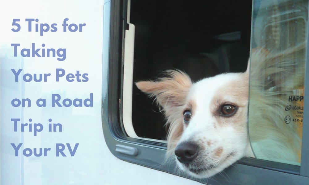 5 Tips for Taking Your Pets on a Road Trip in Your RV