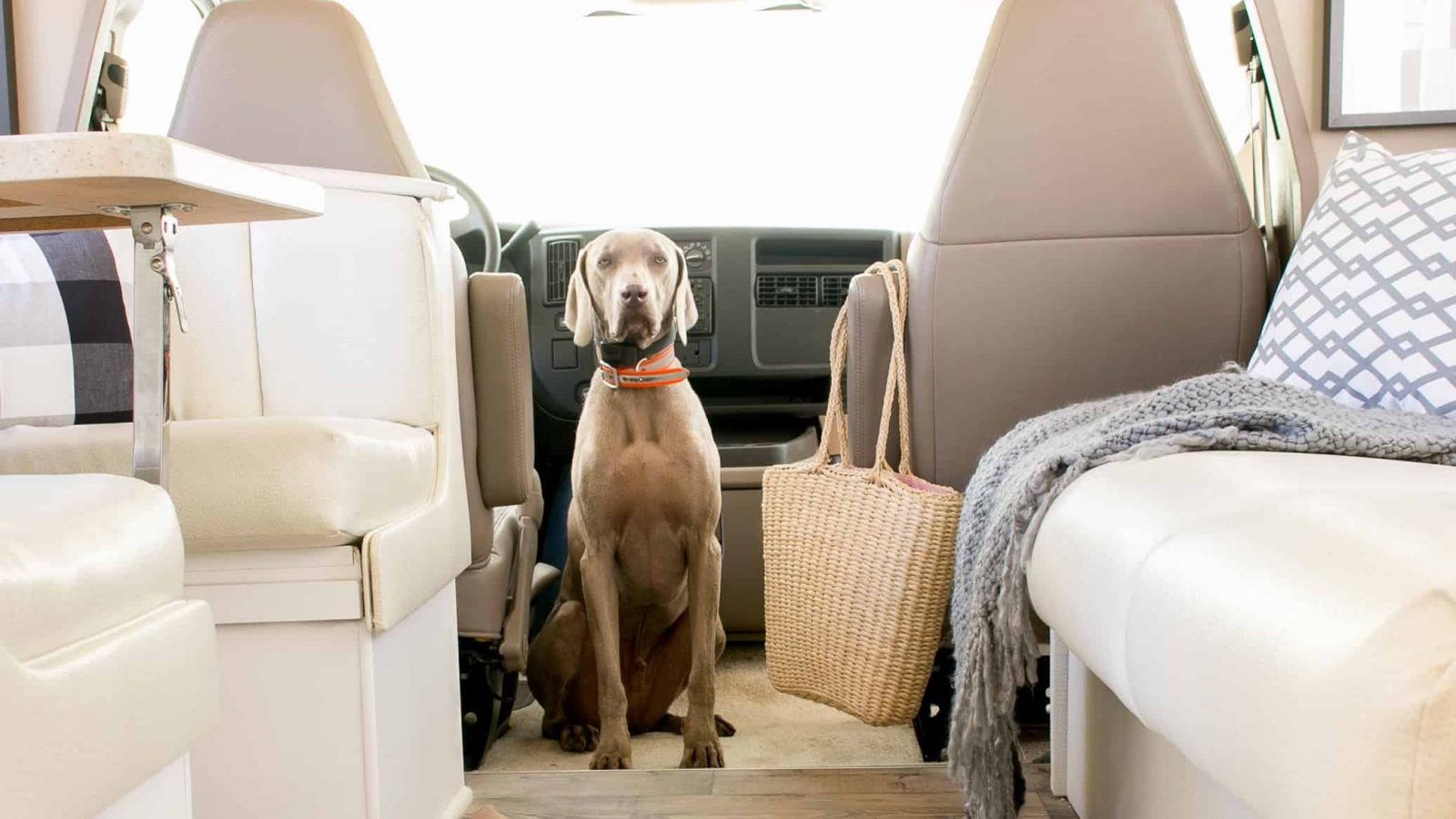 On the Road Again—with Pets