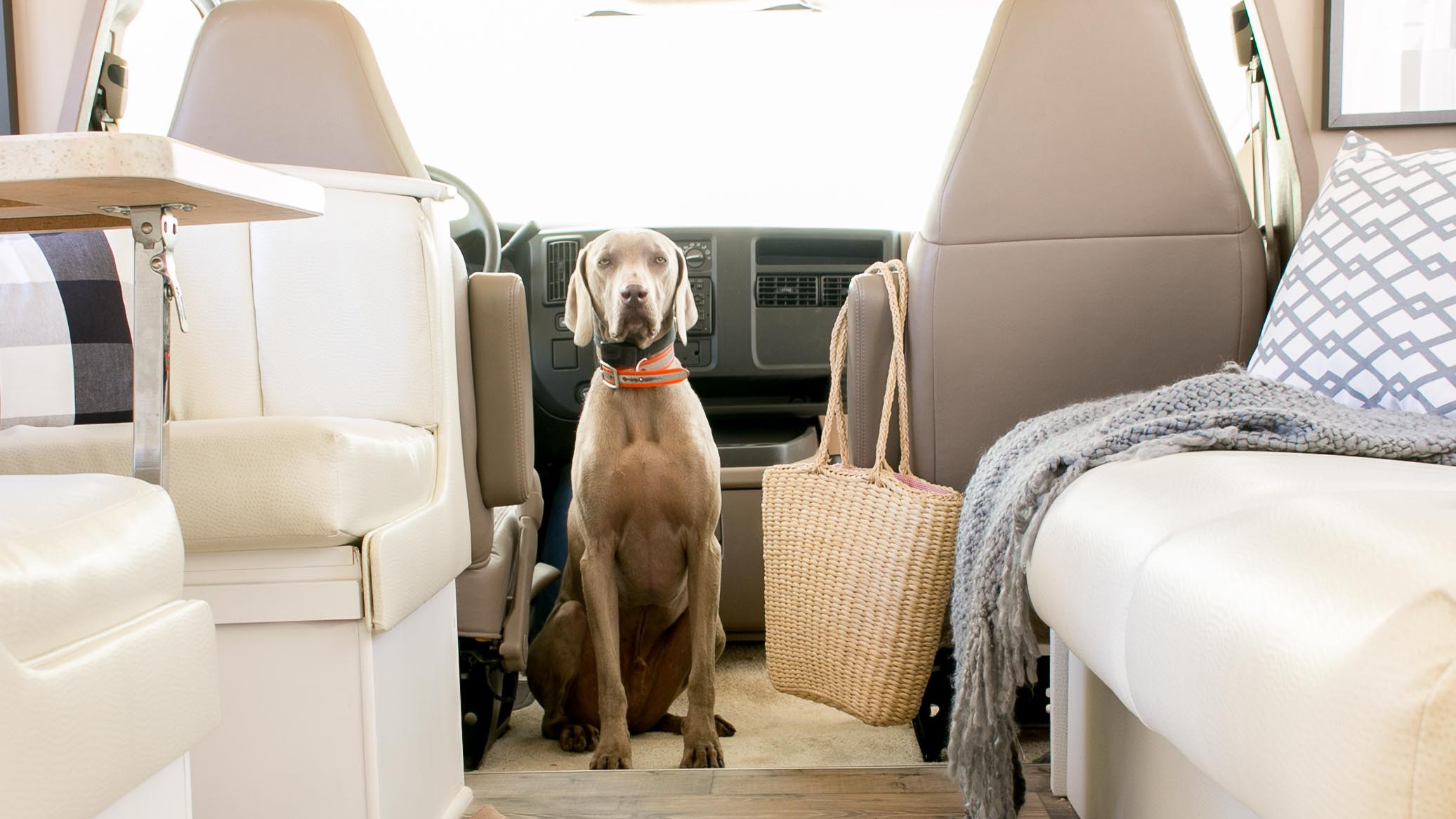 On the Road Again—with Pets