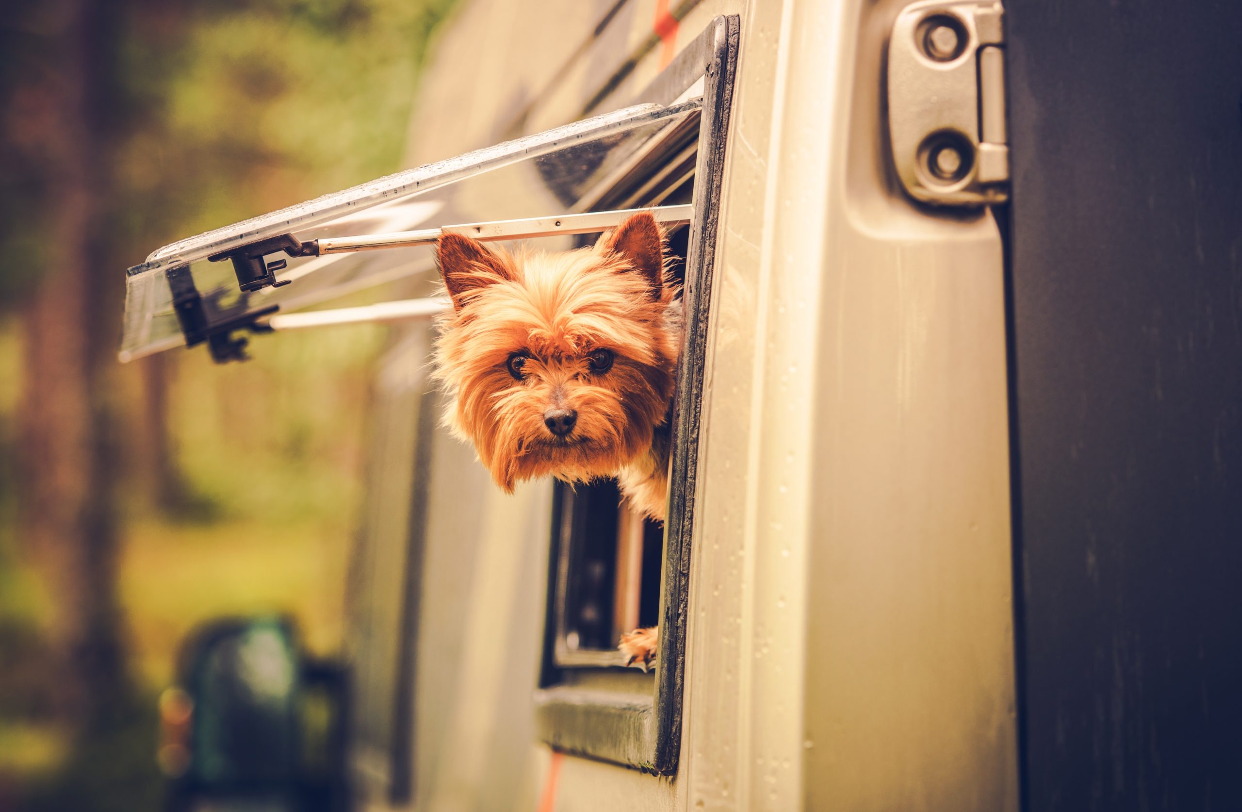 5 Tips for RV Traveling with Dogs and Cats
